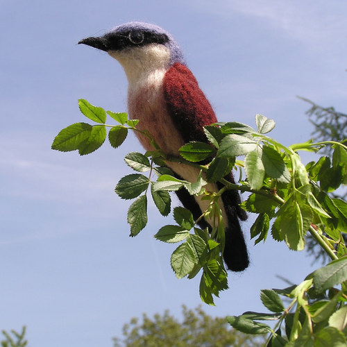 Ťuhýk obecný (Lanius collurio) — foto 1