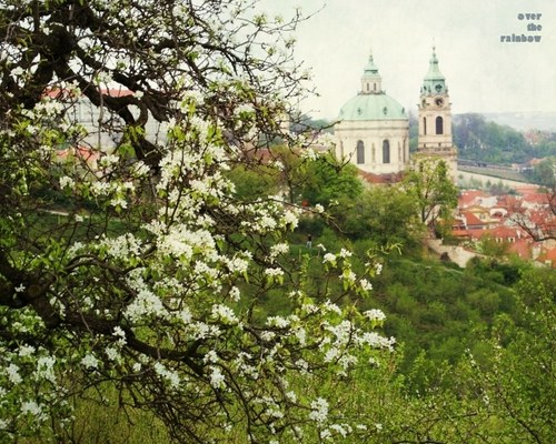 219 - Praha rozkvetlá II - autorská fotografie