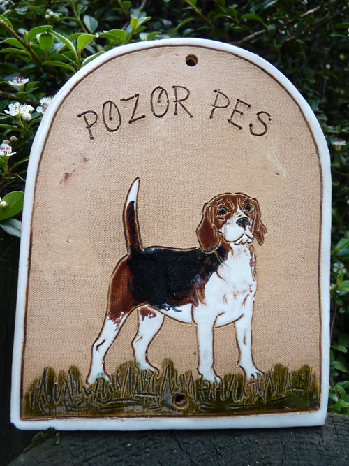 POZOR PES.. Bígl — foto 1