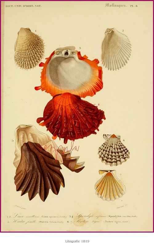 Ulity a škeble I