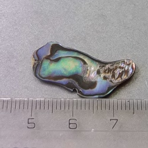 Mušle paua - D898 — foto 1