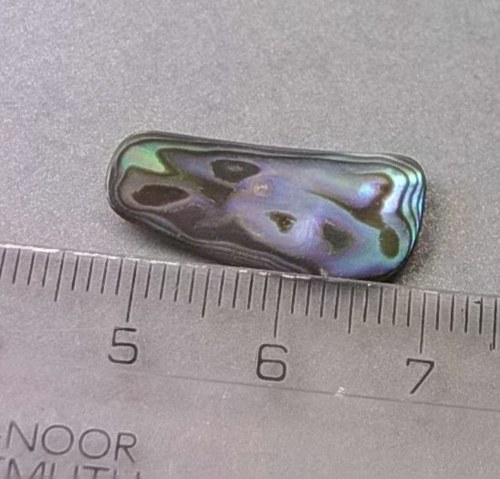 Mušle paua - D900 — foto 1