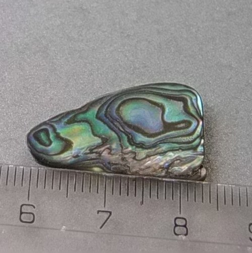 Mušle paua - D901 — foto 1