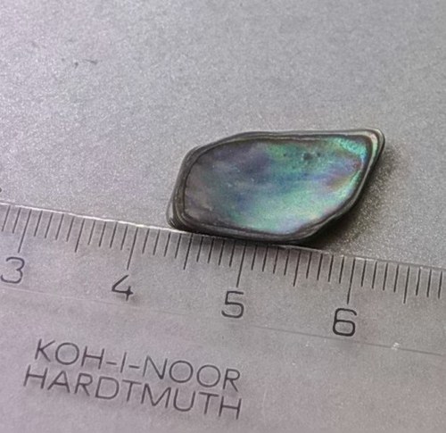 Mušle paua - D902 — foto 1