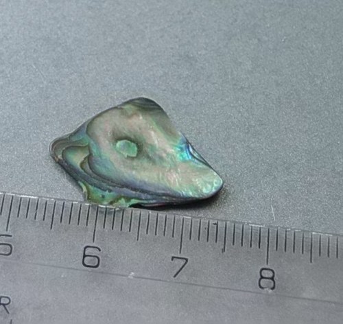 Mušle paua - D903 — foto 1