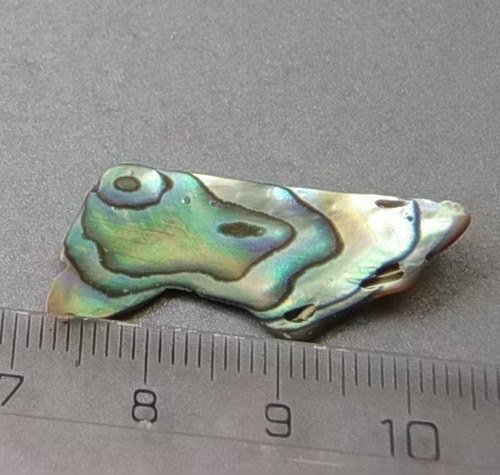 Mušle paua - D904 — foto 1