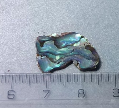 Mušle paua - D905 — foto 1