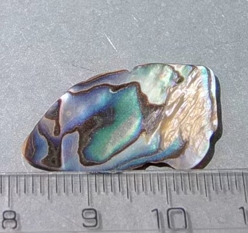 Mušle paua - D906 — foto 1