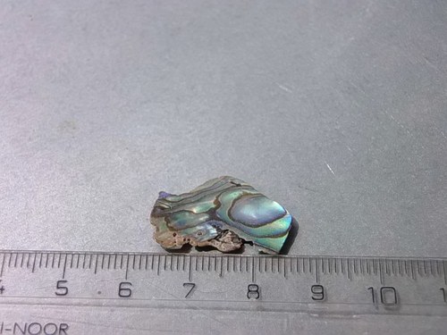 Mušle paua - D907 — foto 1