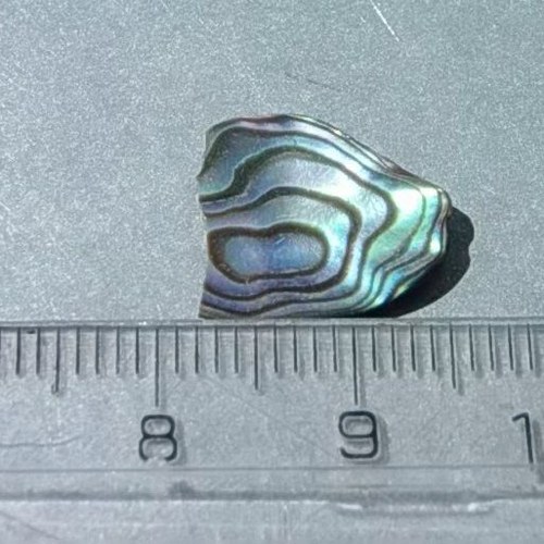 Mušle paua - D908 — foto 1