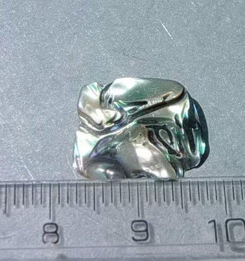Mušle paua - D909 — foto 1