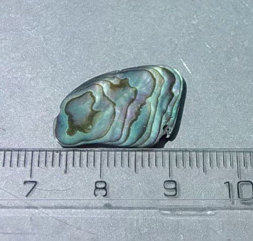 Mušle paua - D910 — foto 1