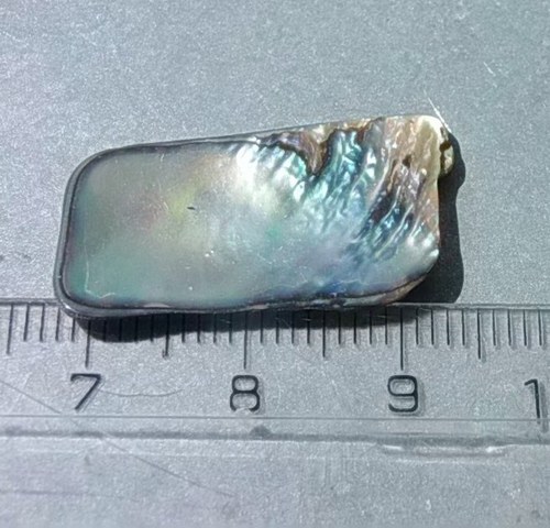 Mušle paua - D911 — foto 1