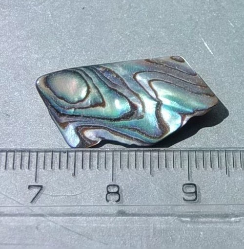 Mušle paua - D912 — foto 1