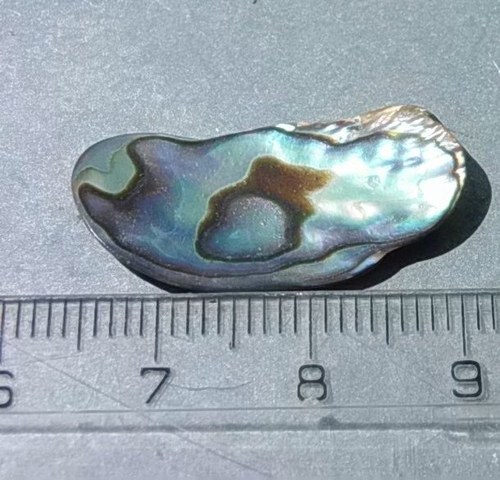Mušle paua - D913 — foto 1