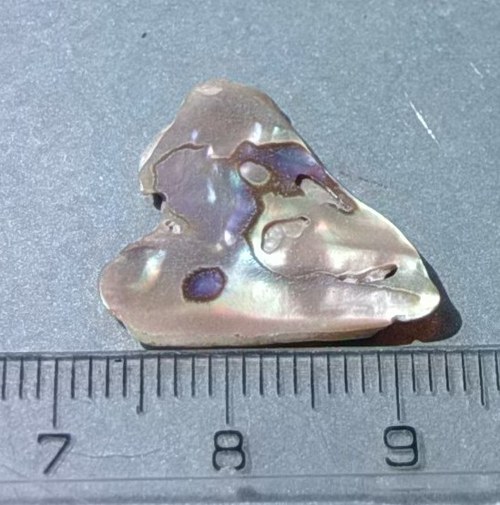 Mušle paua - D915 — foto 1