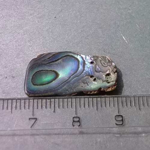 Mušle paua - D916 — foto 1