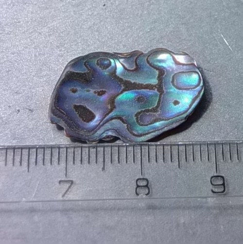 Mušle paua - D917 — foto 1