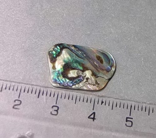 Mušle paua - D923 — foto 1