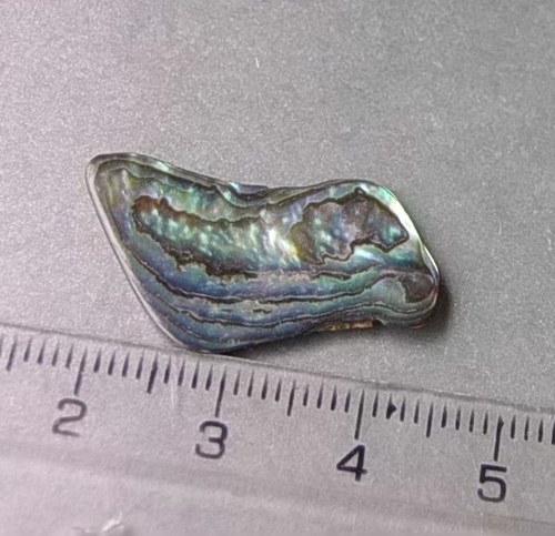 Mušle paua - D925 — foto 1