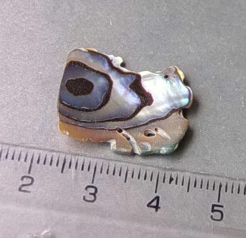 Mušle paua - D926 — foto 1