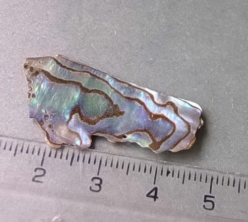 Mušle paua - D927 — foto 1