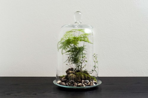 Plantárium vol. 4 — foto 1