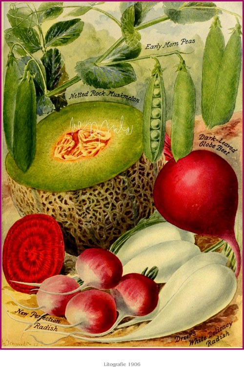 Zelenina V — foto 1