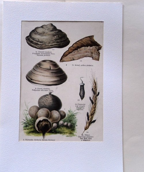 Choroš lékařský, pýchavka, námel — foto 1