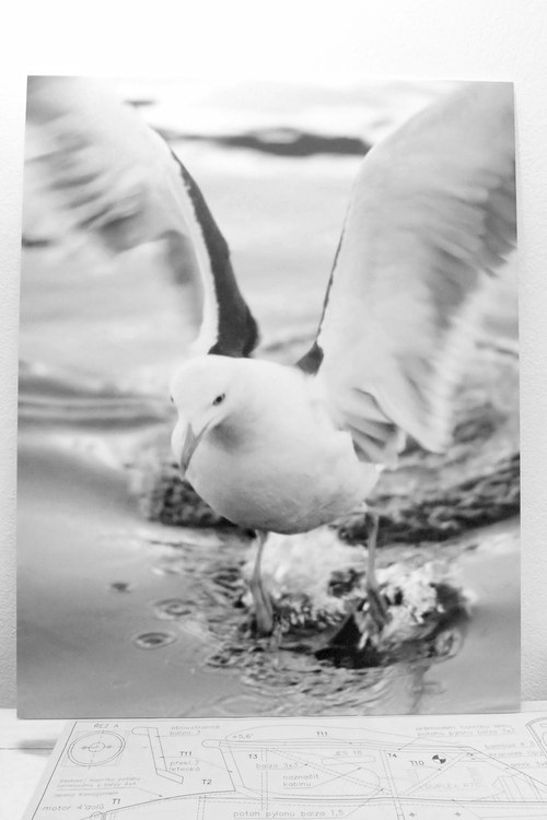 Racek — foto 1