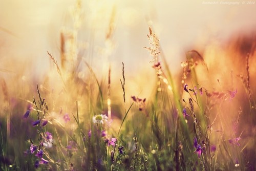 Celestial Summer III