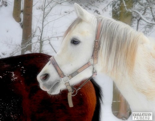 Pohádkové tři ořišky ° — foto 1