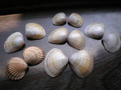 Mušličky — foto 1