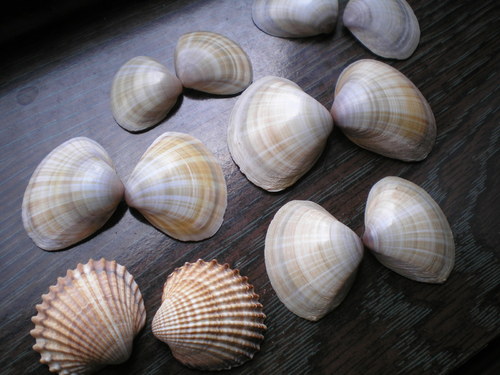 Mušličky — foto 1