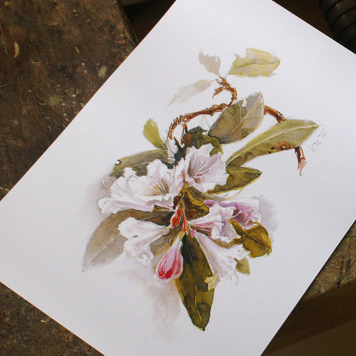 Rhododendron 2 - tisk A4