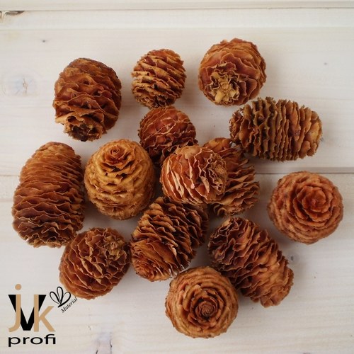 Strictum cone — foto 1