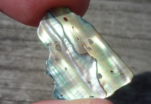 Paua mušle B1259 — foto 1