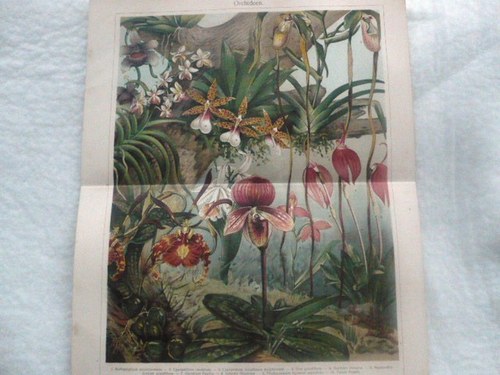 Obrázek - orchideje — foto 1