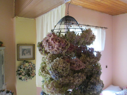 Hortenziovník — foto 1