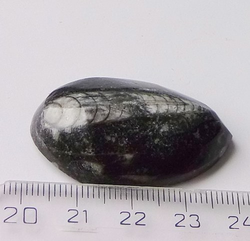 Orthoceras B235 — foto 1