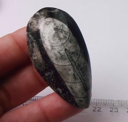 Orthoceras B236 — foto 1