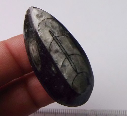 Orthoceras B237 — foto 1