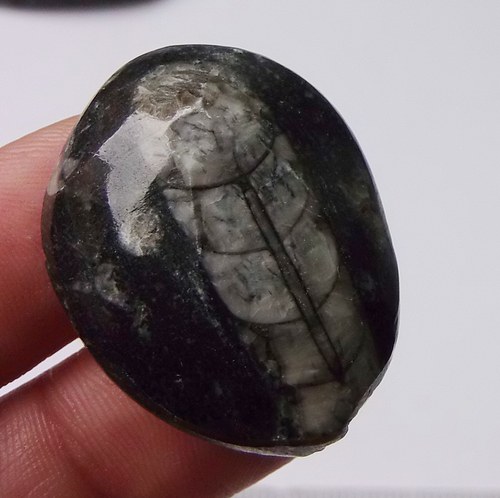 Orthoceras B238 — foto 1