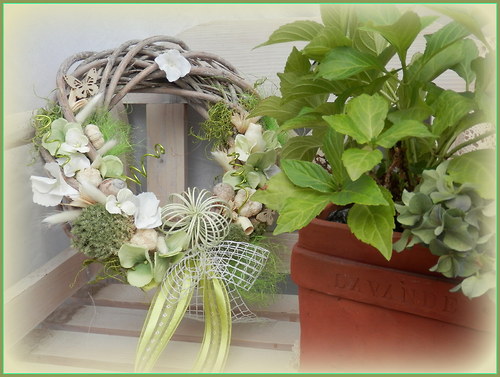 Hortenzka — foto 1