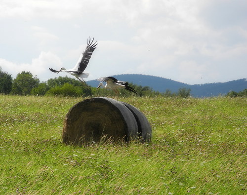 Čapí podzimní loučení .. — foto 1