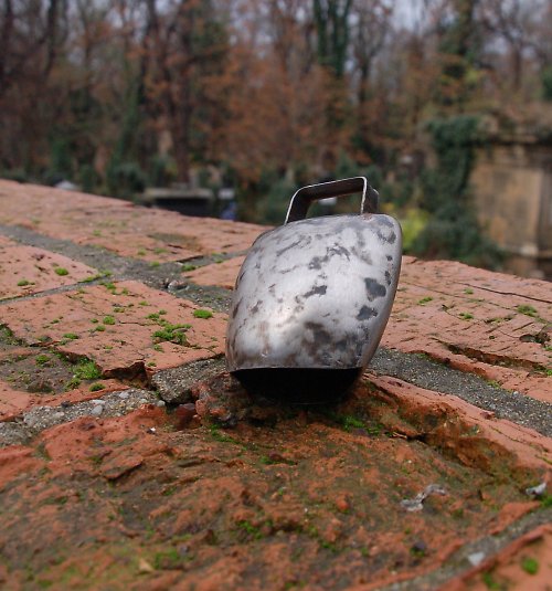 Ovčí zvonek — foto 1