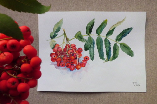 Jeřabiny. Akvarel 18x24cm. — foto 1