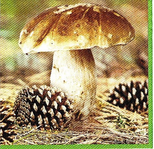 PO 002 HF - ubrousek 33x33 - hřib