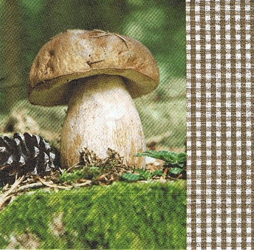 PO 002 HF - ubrousek 33x33 - hřib