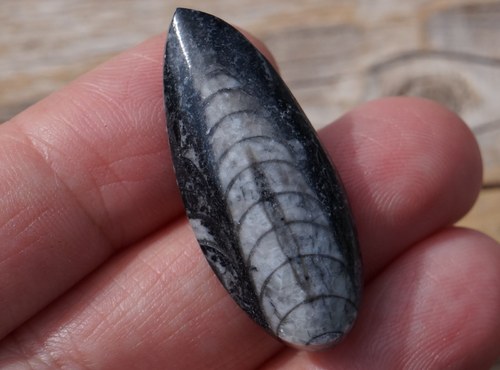 Orthoceras B2645 — foto 1